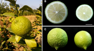 Scopri di più sull'articolo Sequenziato per la prima volta il genoma del limone: svelata l’origine del Femminello siracusano